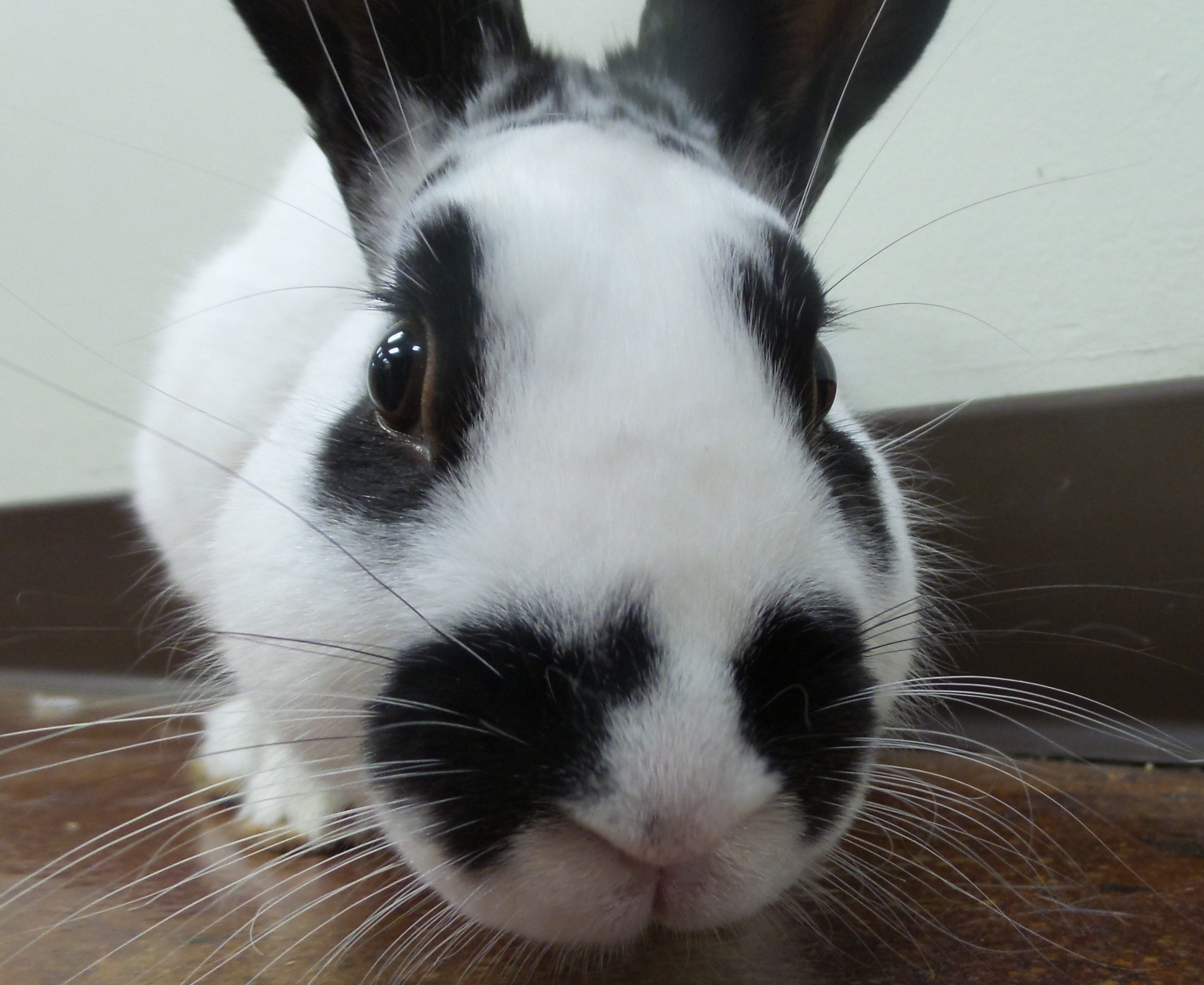 Rabbits: Small-Scale Rabbit Keeping